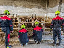 OBRAZEM: Hasiči odchytli třicet krav, nacvičovali manipulaci se zvířaty