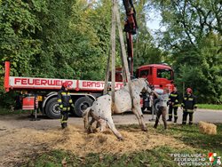 Rakousko: Záchranná akce klisny