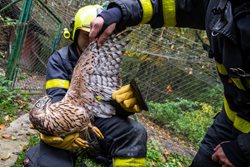 Video: Hasiči v Ostravě zachránili mládě jestřába lesního z ochranné sítě