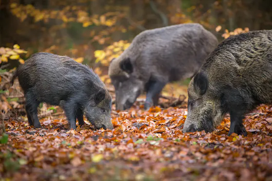 Rakousko: Varování pro všechny cestovatele 